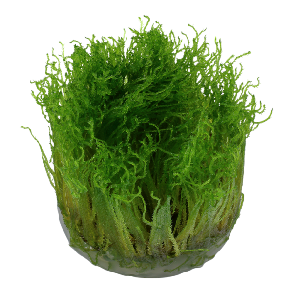 Biljka Taxiphyllum sp Spiky moos" Tropica - Image 2