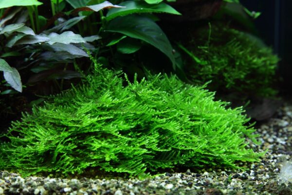 Biljka Taxiphyllum sp Spiky moos" Tropica - Image 3