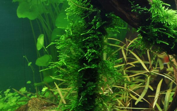 Biljka Taxiphyllum sp Spiky moos" Tropica - Image 4