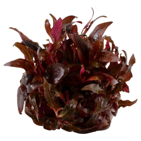 Biljka Alternanthera reineckii "Mini" Tropica - Image 2