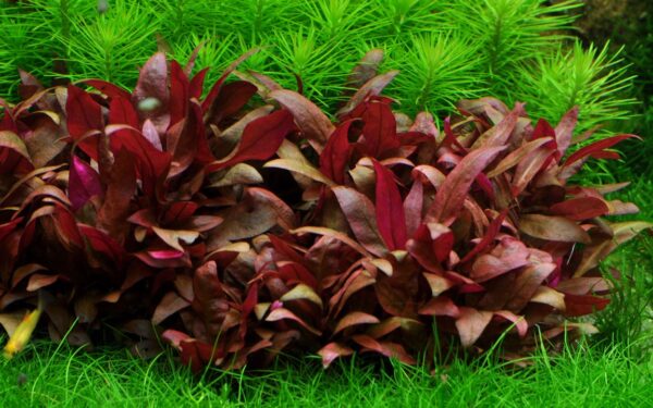 Biljka Alternanthera reineckii "Mini" Tropica - Image 3