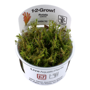 Biljka Rotala wallichii in vitro Tropica