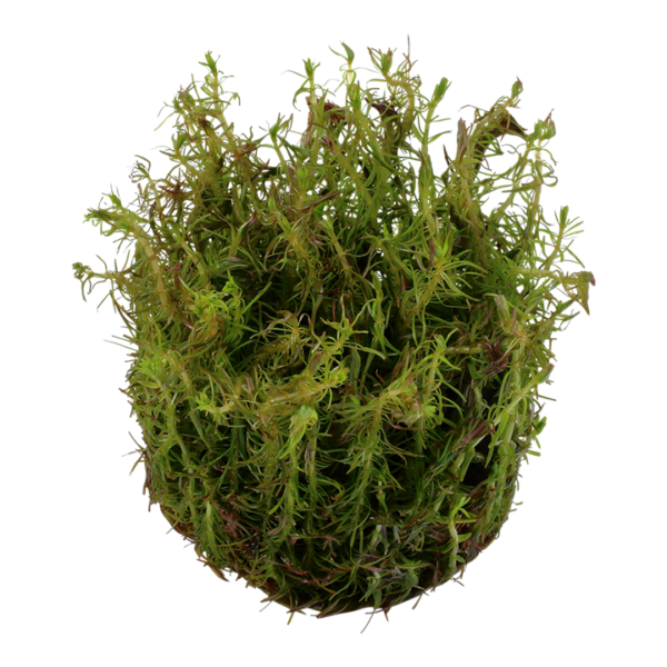 Biljka Rotala wallichii in vitro Tropica - Image 2
