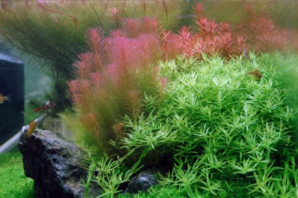 Biljka Rotala wallichii in vitro Tropica - Image 3