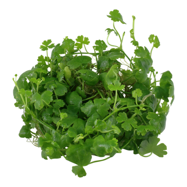 Biljka Hydrocotyle tripartita in vitro Tropica - Image 2