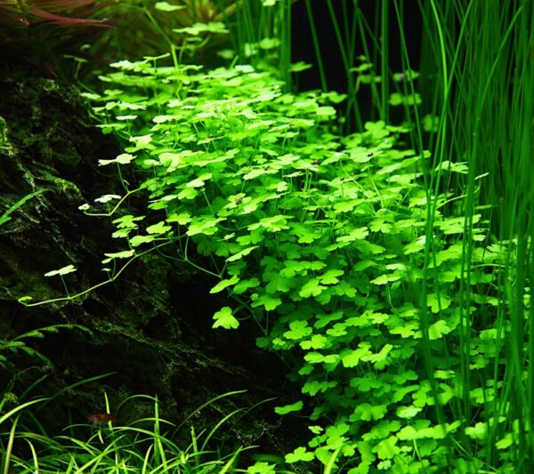 Biljka Hydrocotyle tripartita in vitro Tropica - Image 3