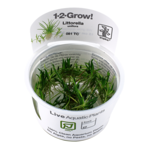 Biljka Littorella uniflora in vitro Tropica