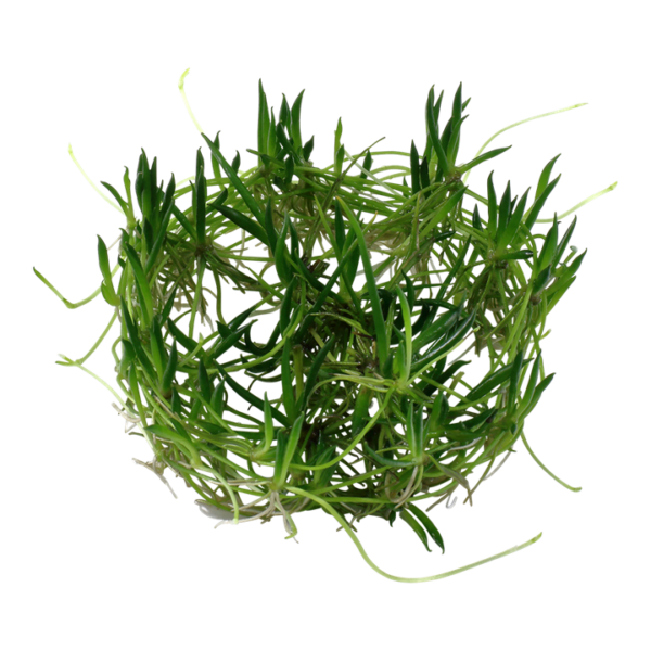 Biljka Littorella uniflora in vitro Tropica - Image 2