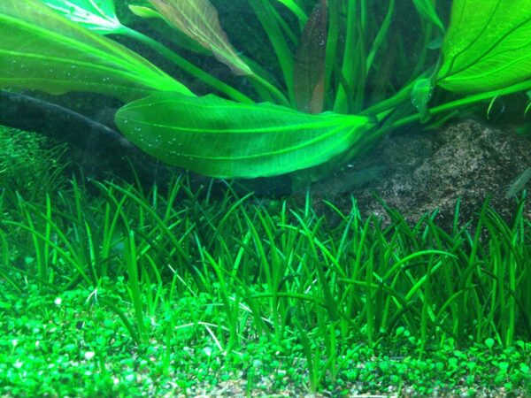 Biljka Littorella uniflora in vitro Tropica - Image 3