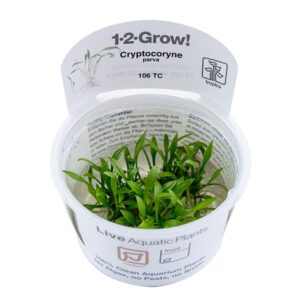 Biljka Cryptocoryne parva Tropica