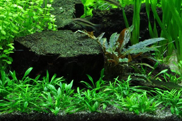 Biljka Cryptocoryne parva Tropica - Image 4