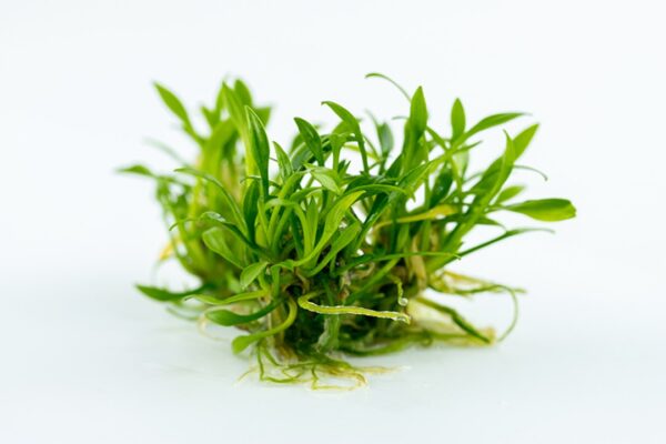 Biljka Cryptocoryne parva Tropica - Image 2