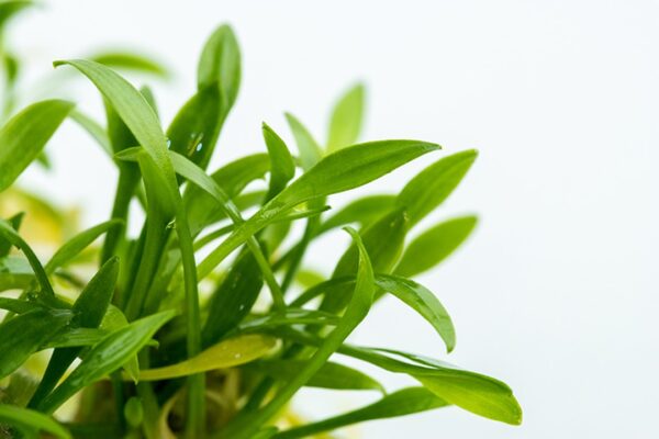 Biljka Cryptocoryne parva Tropica - Image 3