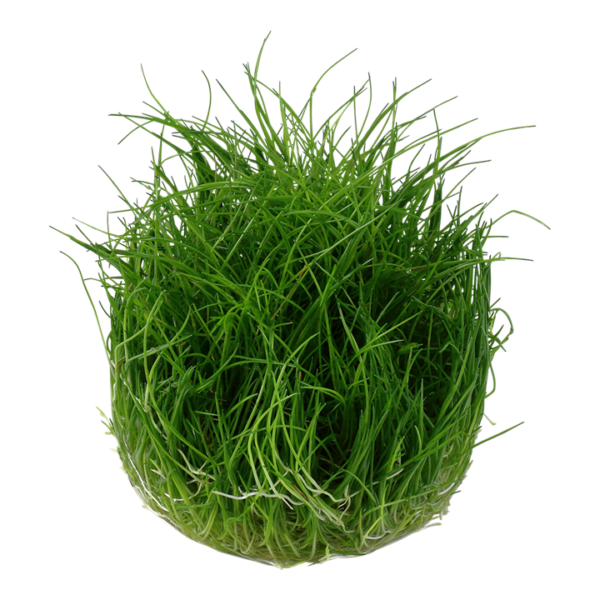 Biljka Eleocharis pusilla "Mini" Tropica - Image 2