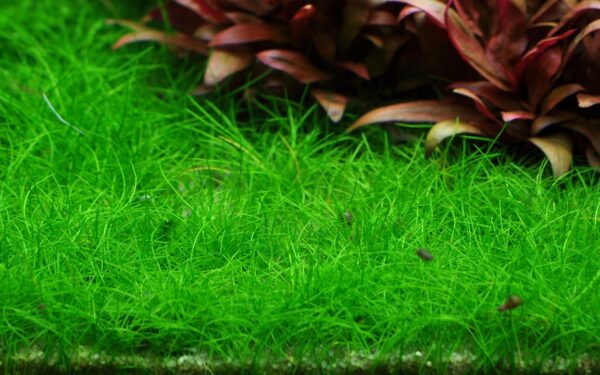 Biljka Eleocharis pusilla "Mini" Tropica - Image 3