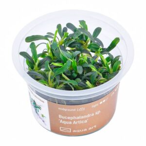 Biljka Bucephalandra sp "Aqua Artica" in vitro