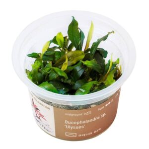 Biljka Bucephalandra sp "Ulysses" in vitro