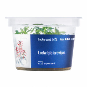 Biljka Ludwigia brevipes in vitro