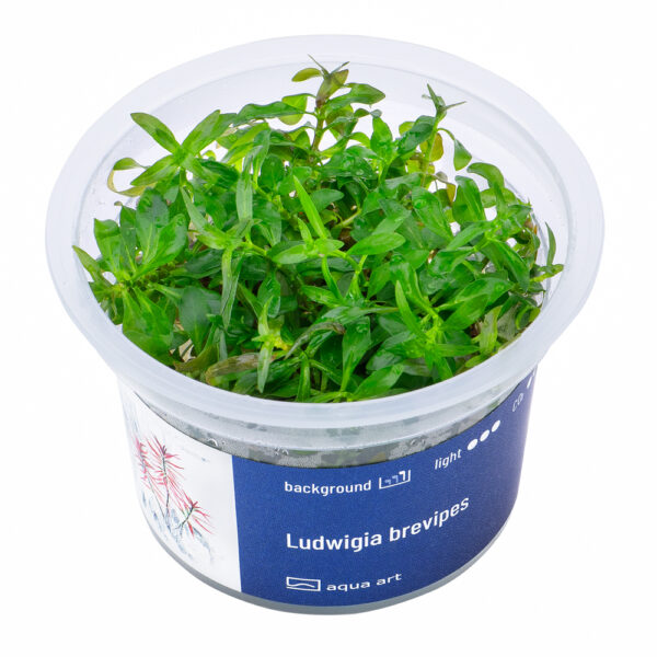 Biljka Ludwigia brevipes in vitro - Image 2
