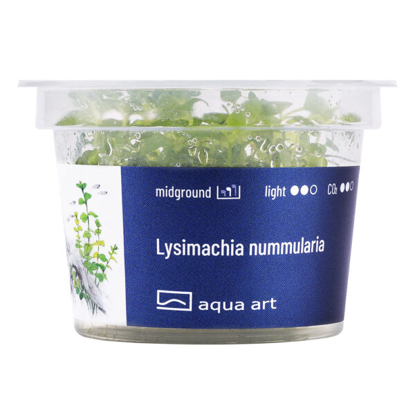 Biljka Lysimachia nummularia in vitro - Image 2