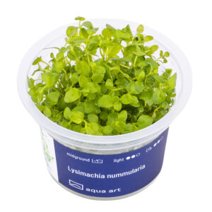 Biljka Lysimachia nummularia in vitro