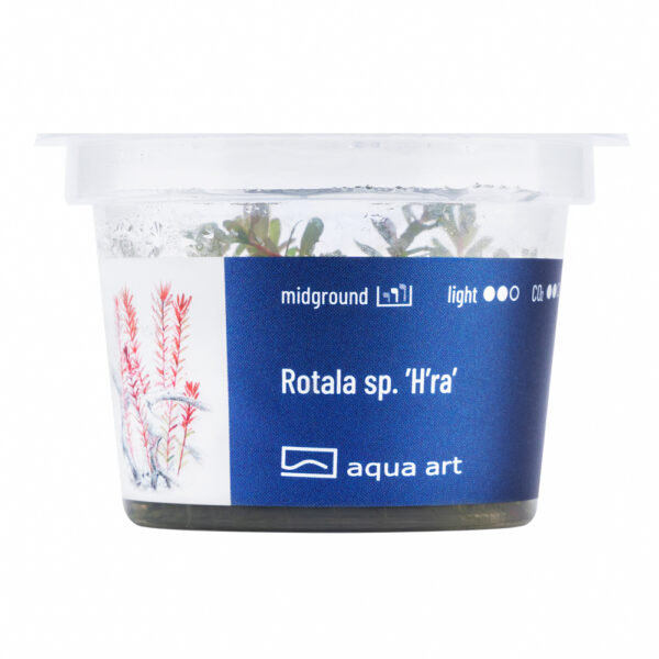 Biljka Rotala sp "H'ra"in vitro - Image 2