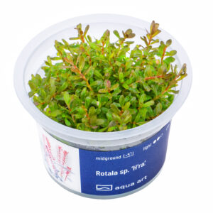 Biljka Rotala sp "H'ra"in vitro