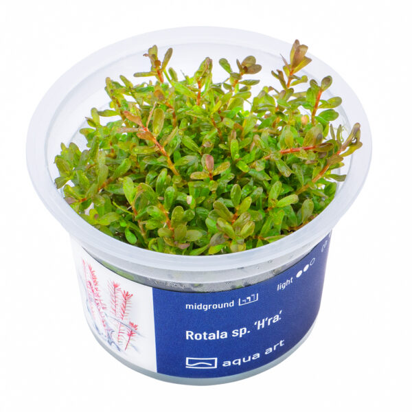 Biljka Rotala sp "H'ra"in vitro