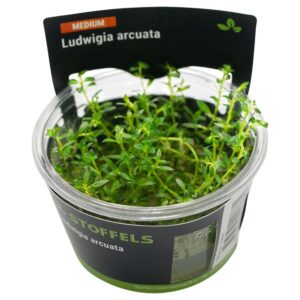 Biljka Ludwigia arcuata in vitro Stoffels
