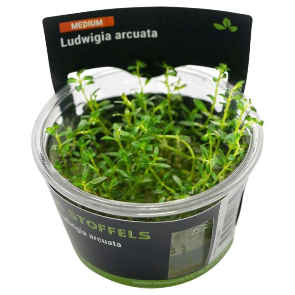 Biljka Ludwigia arcuata in vitro Stoffels