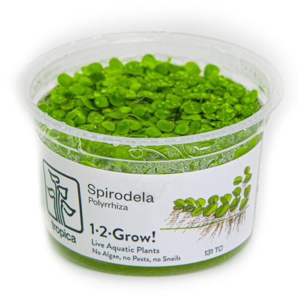Biljka Spirodela polyrrhiza in vitro Tropica