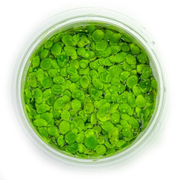 Biljka Spirodela polyrrhiza in vitro Tropica - Image 2