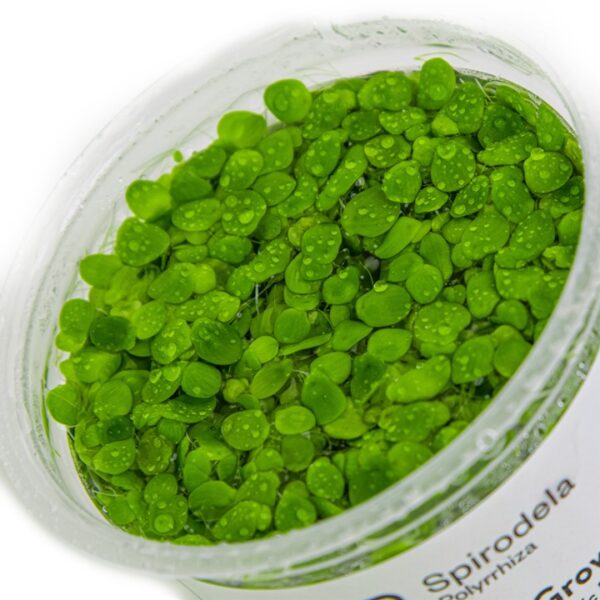 Biljka Spirodela polyrrhiza in vitro Tropica - Image 3