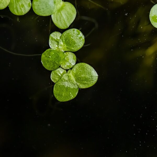 Biljka Spirodela polyrrhiza in vitro Tropica - Image 4
