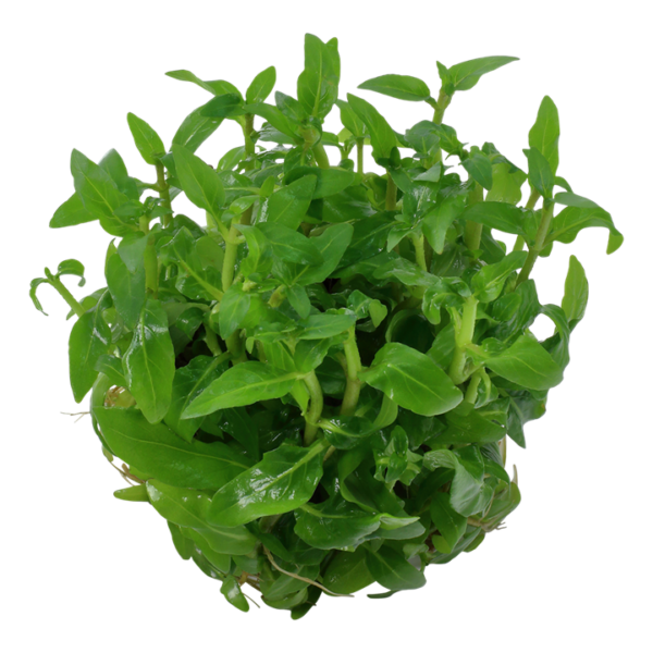 Biljka Staurogyne repens in vitro Tropica - Image 2