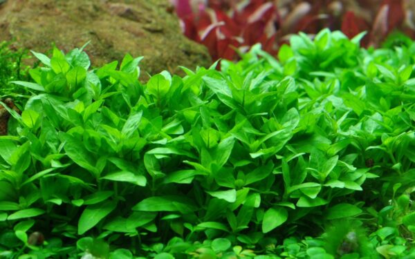 Biljka Staurogyne repens in vitro Tropica - Image 3