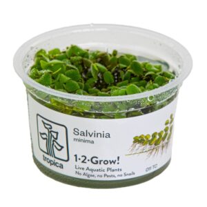 Biljka Salvinia minima in vitro Tropica