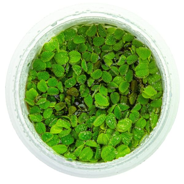 Biljka Salvinia minima in vitro Tropica - Image 2