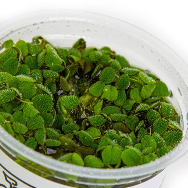 Biljka Salvinia minima in vitro Tropica - Image 3