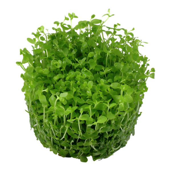 Biljka Micranthemum tweedlei "Monte Carlo" Tropica - Image 2
