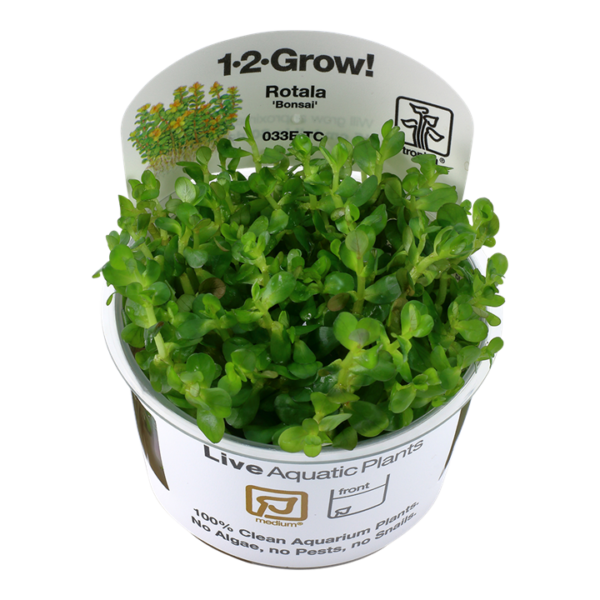 Biljka Rotala indica Tropica