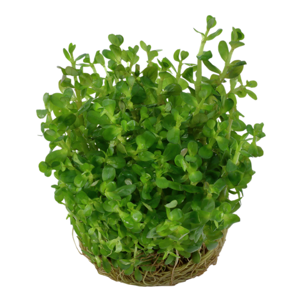 Biljka Rotala indica Tropica - Image 2