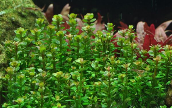 Biljka Rotala indica Tropica - Image 3
