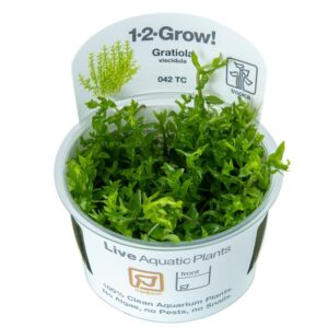 Biljka Gratiola viscidula in vitro Tropica