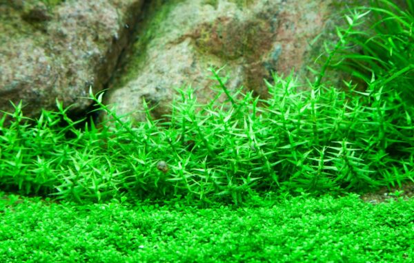 Biljka Gratiola viscidula in vitro Tropica - Image 2