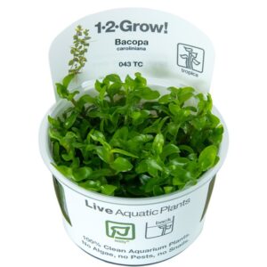 Biljka Bacopa caroliniana in vitro Tropica