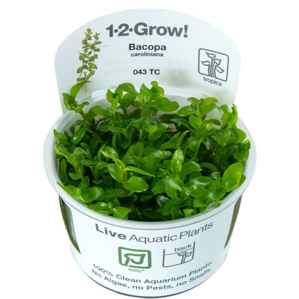 Biljka Bacopa caroliniana in vitro Tropica