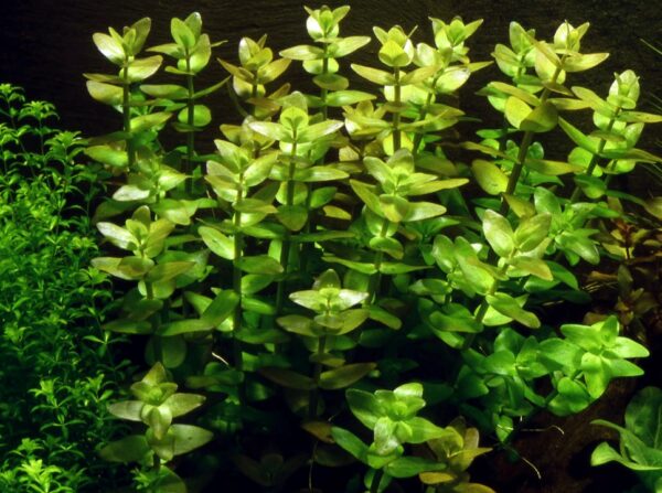 Biljka Bacopa caroliniana in vitro Tropica - Image 2