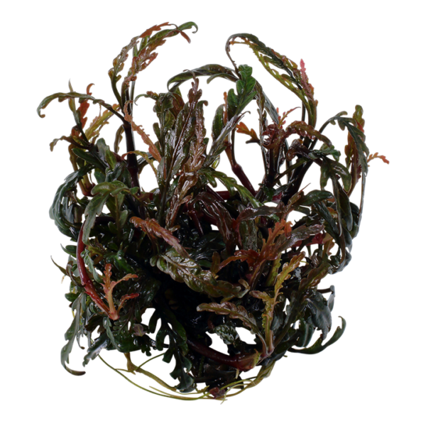 Biljka Hygrophila pinnatifida Tropica - Image 2