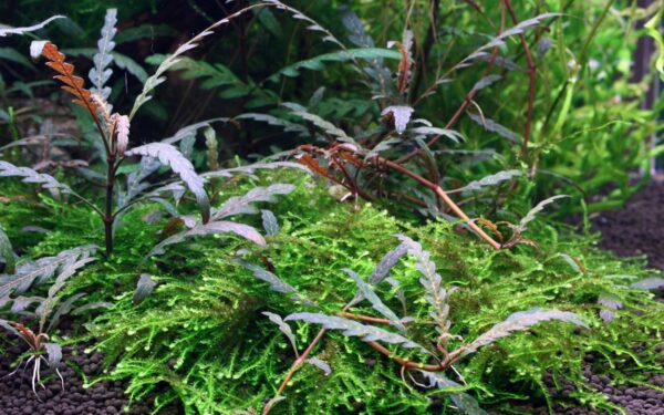 Biljka Hygrophila pinnatifida Tropica - Image 3